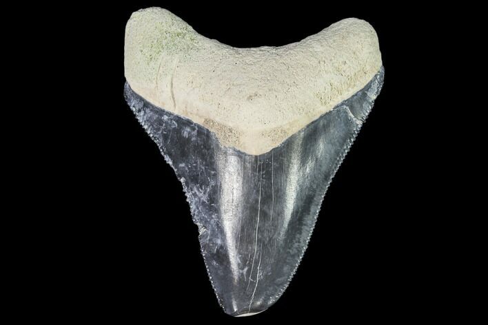 Serrated, Fossil Megalodon Tooth - Bone Valley, Florida #110450